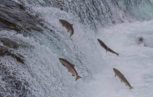 Piracema começa em MT e pesca fica proibida por quatro meses nos rios do Estado